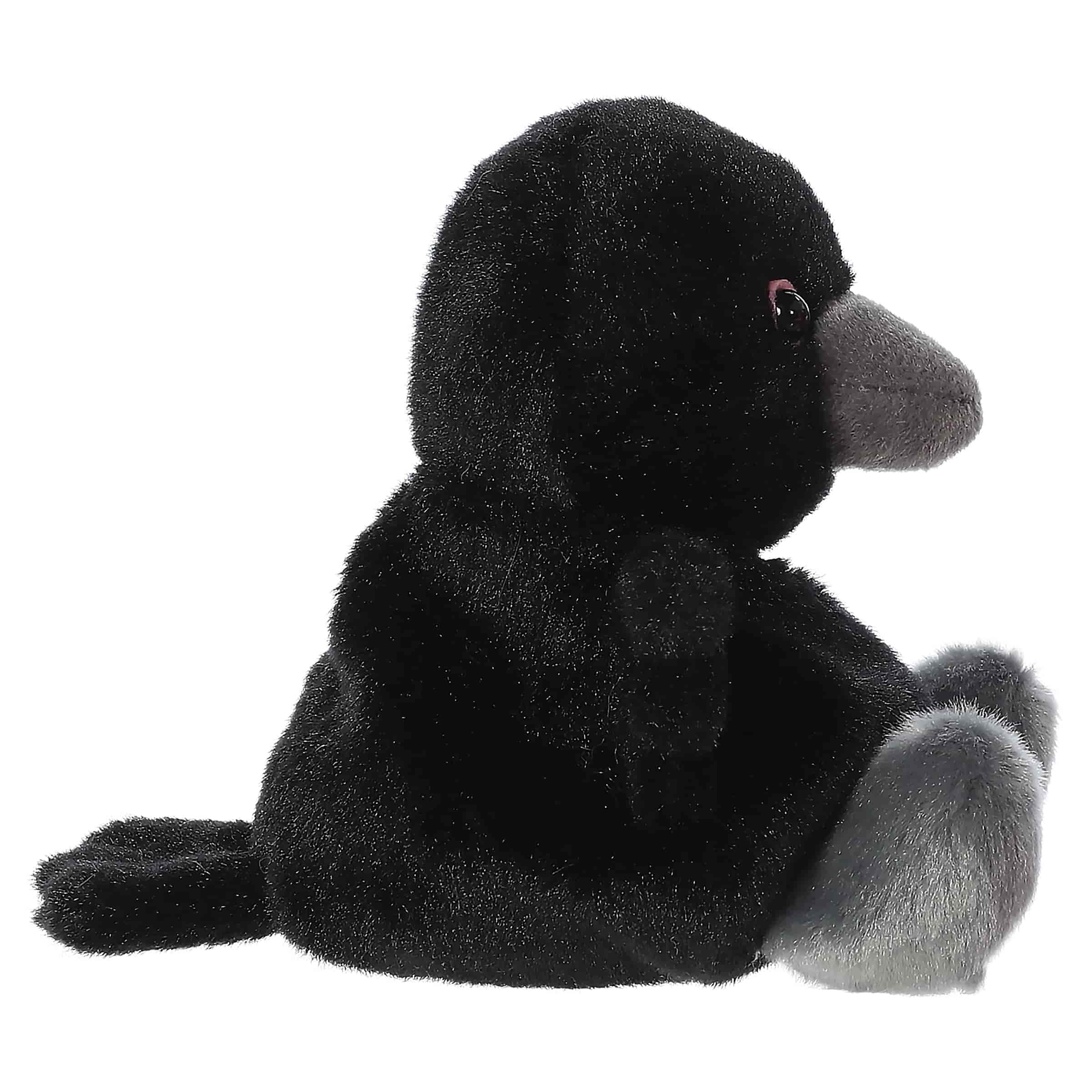 Poe Raven?